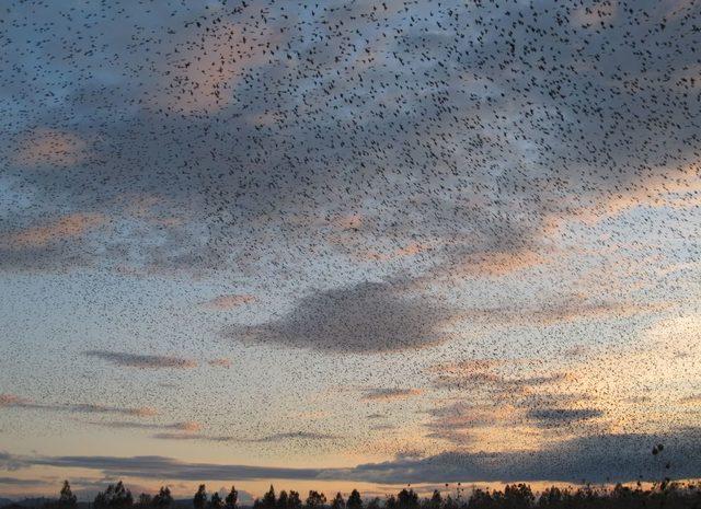 Binlerce Sığırcık Zeytinli Semalarında 3