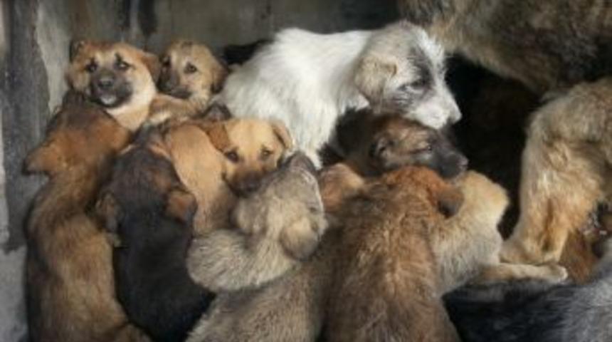 Erzincan Belediyesi Yavru K&ouml;pekleke Sahip &Ccedil;ıktı