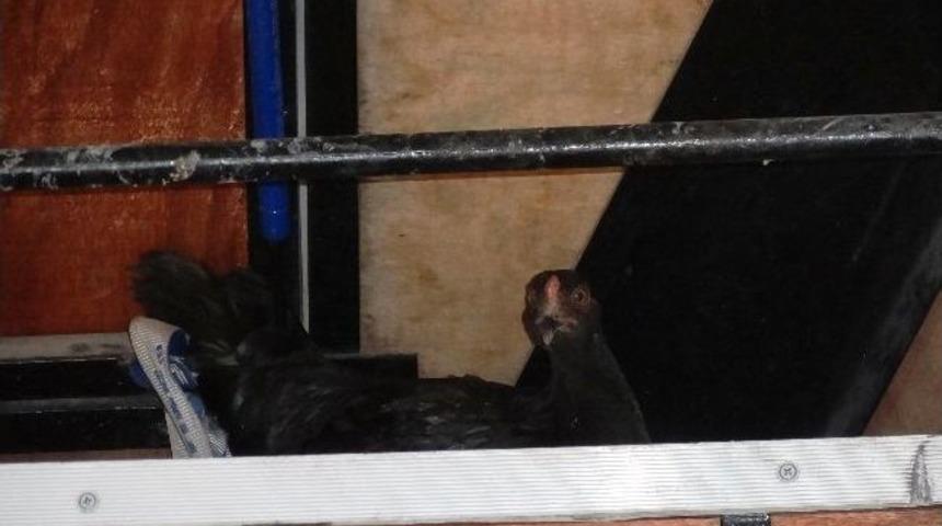 Şaşkın Tavuk Kamyoneti Kümesi Sanıyor !