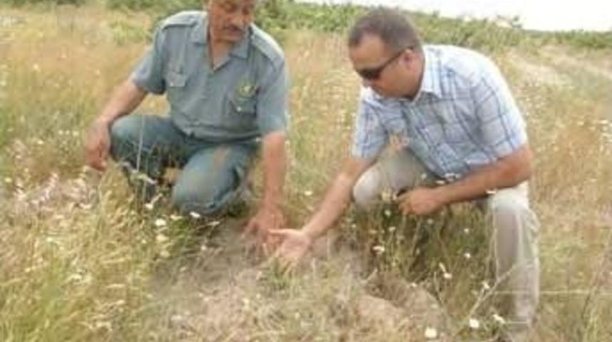 &Ccedil;erkezk&ouml;y Orman Y&ouml;netim Planları Yenileniyor