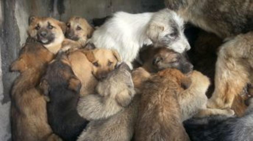 Erzincan Belediyesi Hayvan Barınağı Il&ccedil;elere De Destek Oluyor