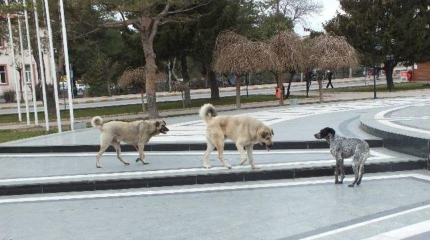 Başıboş K&ouml;pekler Vatandaşları Korkutuyor