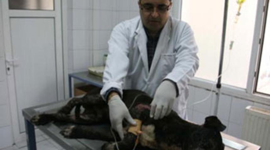 &Ccedil;antadan yaralı pitbull &ccedil;ıktı