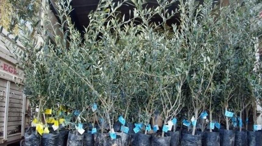 Aydın İl Genel Meclisinden Didim&rsquo;e Zeytin &Ouml;deneği