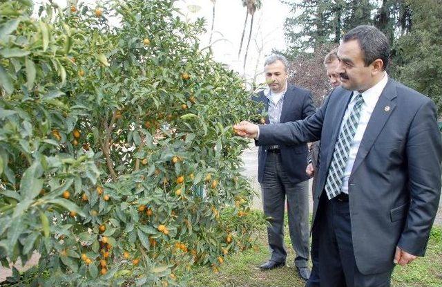 Samani, &ldquo;yerli Tohum Sekt&ouml;r&uuml; B&uuml;y&uuml;yor&rdquo; 2
