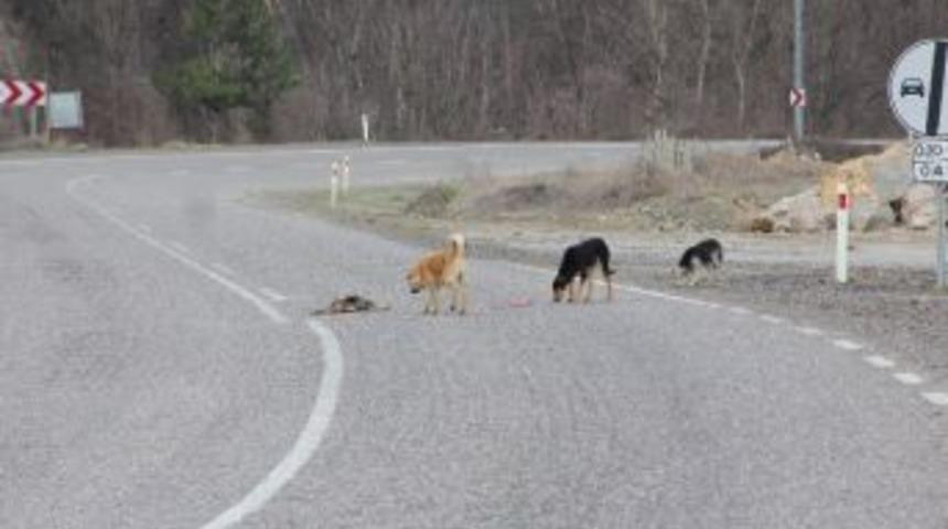 Hayatını Kaybeden Yavru K&ouml;peğin Başından Ayrılmadılar