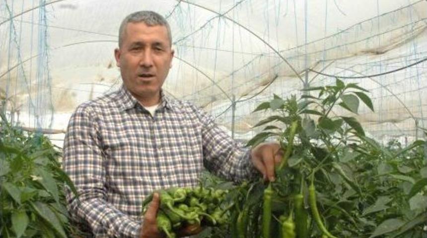 Vir&uuml;se Ve K&ouml;k Hastalıklarına Dayanıklı Biber Tohumu &Ccedil;ift&ccedil;inin Umudu Oldu