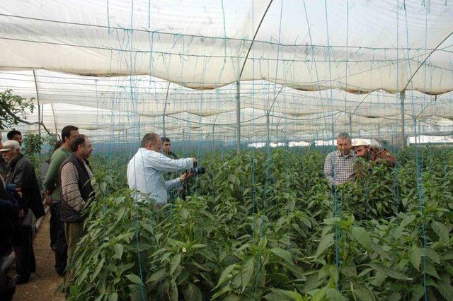 Virüse Ve Kök Hastalıklarına Dayanıklı Biber Tohumu Çiftçinin Umudu Oldu