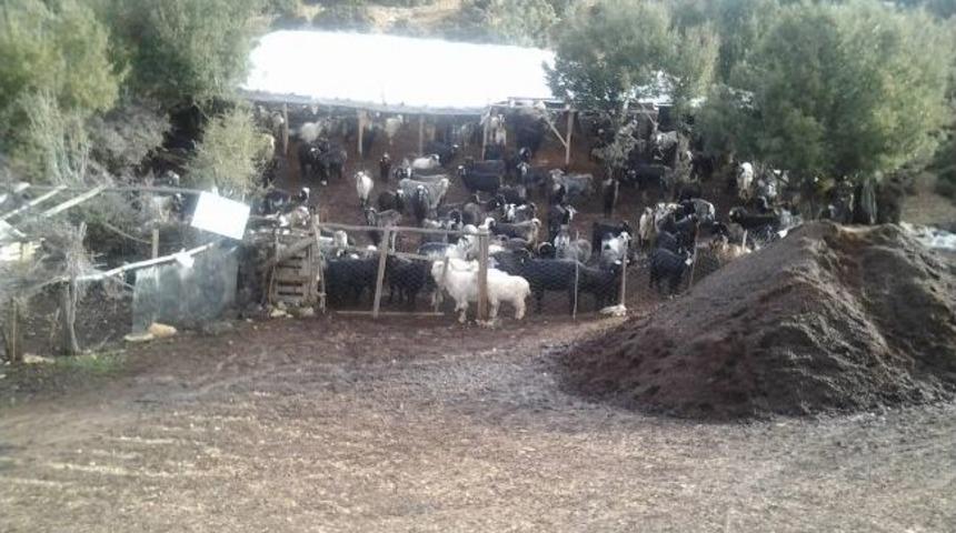 Hayvan Hırsızlığı Zanlısı Yakalandı