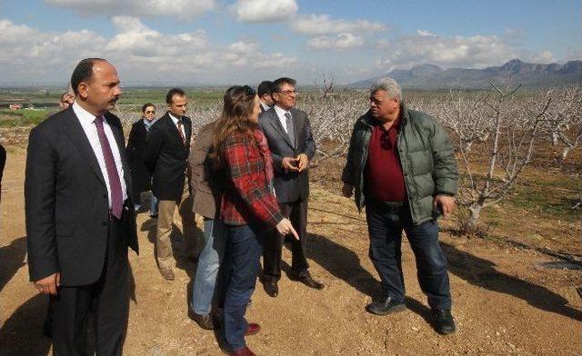 Narenciyede, Pazarın İstediği Çeşitler Keşfedildi