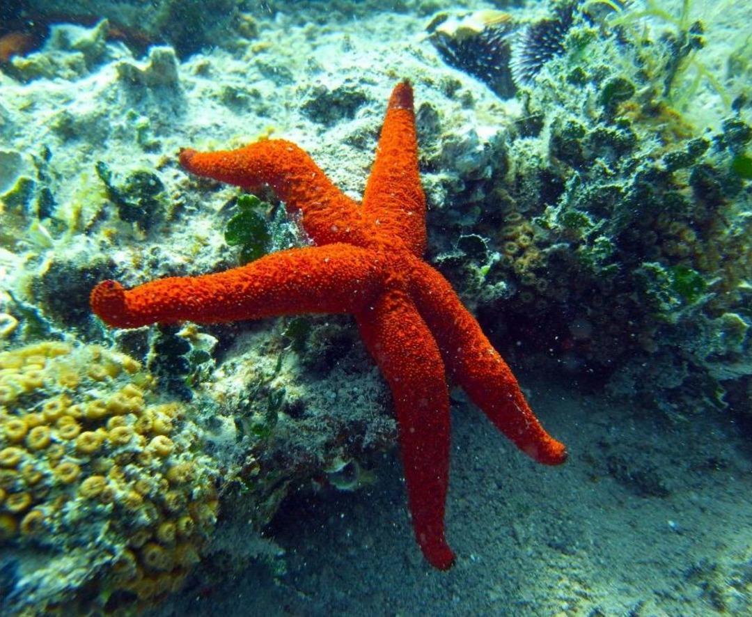 İzmir K&ouml;rfezi'nde Oksijen Seviyesiyle Birlikte Deniz Altı Yaşam Da Canlandı