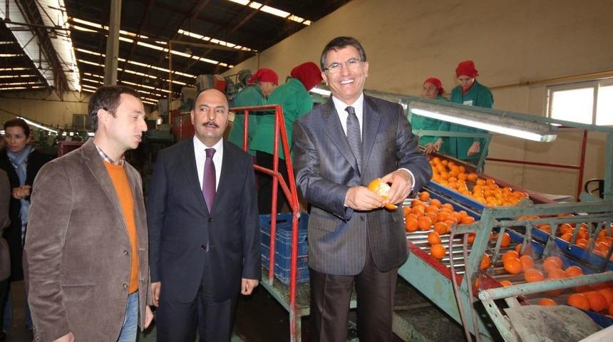 ''Narenciyede, Pazarın Istediği &Ccedil;eşitler Keşfedildi''