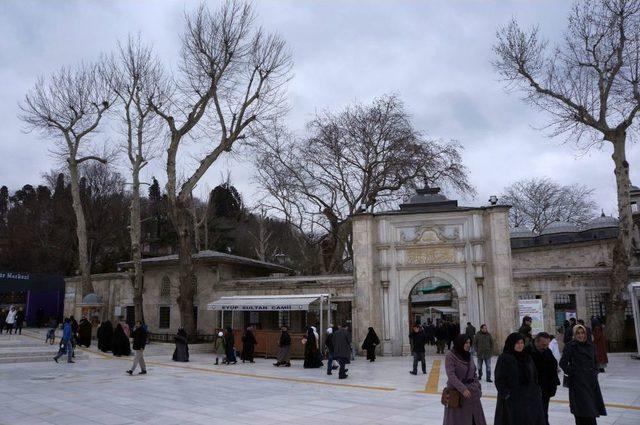 &Ccedil;ınar Ağa&ccedil;larının Asitle Kurutulduğu Iddiasına Vatandaş Tepkisi 1