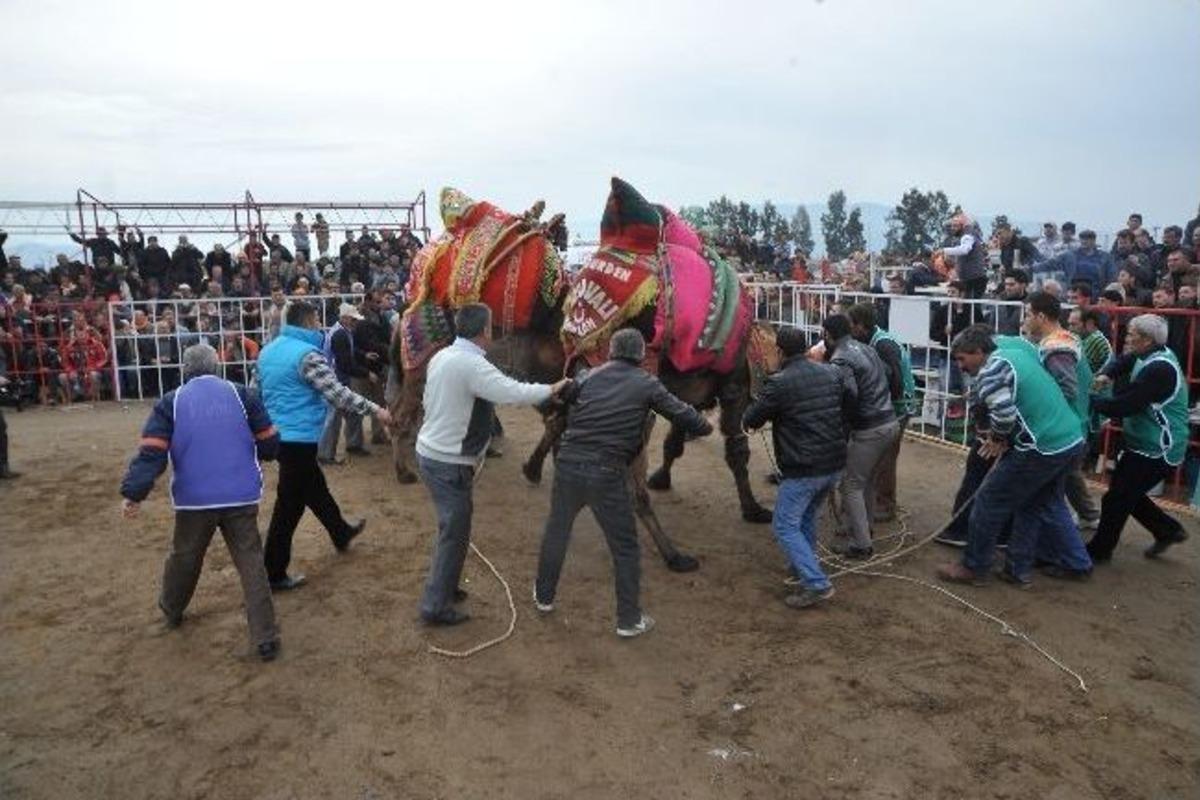 Nazilli Deve G&uuml;reşleri Nefes Kesti