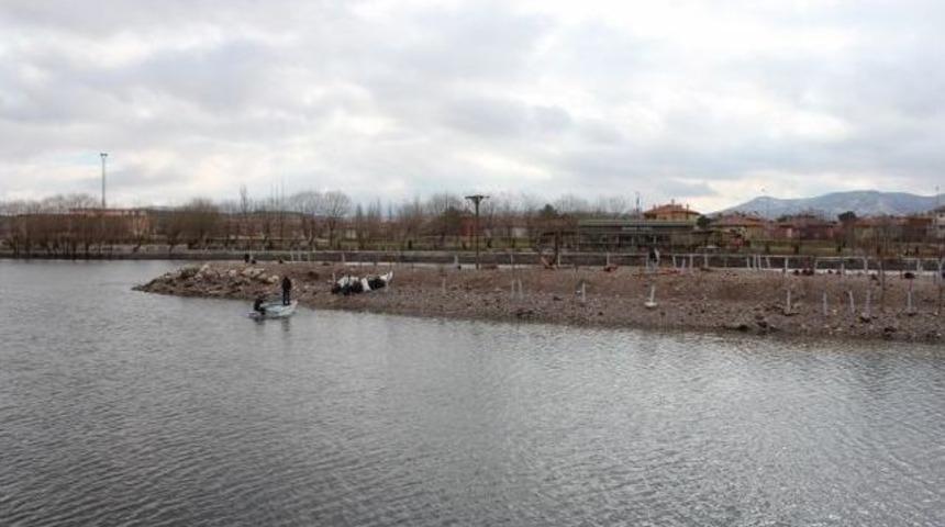 Kızılırmak&rsquo;ta Kaz Ve &Ouml;rdekler İ&ccedil;in G&uuml;venli Yaşam Ve Kulu&ccedil;ka Alanları Oluşturuluyor
