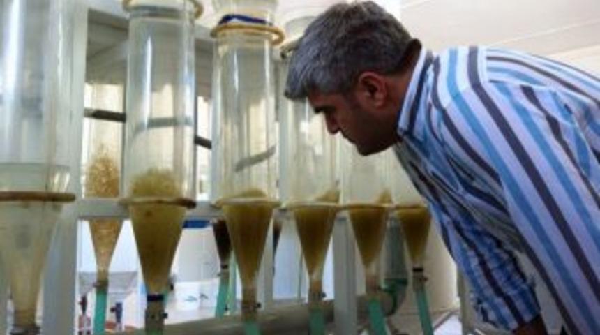 İk&ccedil;&uuml; Su &Uuml;r&uuml;nleri Fak&uuml;ltesi&rsquo;nden Artemia Desteği