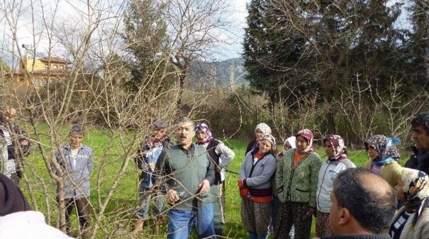 Ortaca&rsquo;da Nar, Narenciye Ve Zeytin Budama Eğitimi