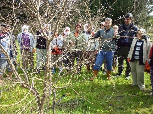 Ortaca’da Nar, Narenciye Ve Zeytin Budama Eğitimi