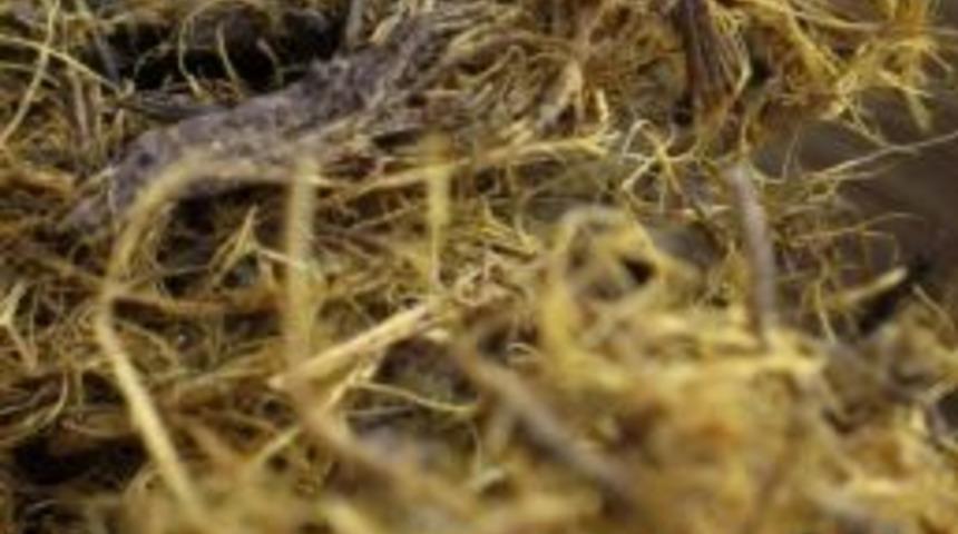 Stresin &Ccedil;aresi "meyan K&ouml;k&uuml;"nde