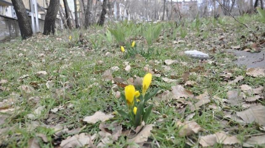 Şırnak'ta Yılın İlk &Ccedil;i&ccedil;ekleri A&ccedil;tı