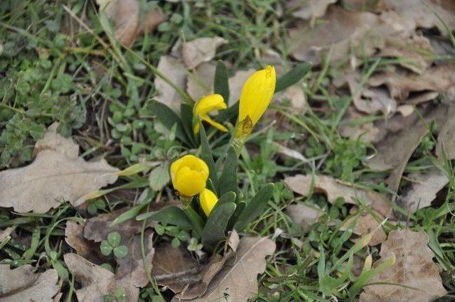 Şırnak ta Yılın İlk Çiçekleri Açtı 1