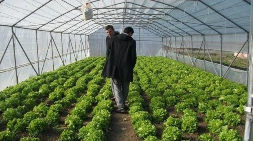 G&uuml;m&uuml;şova&rsquo;da &Ouml;rt&uuml; Altı Sebze Yetiştiriciliği Hızla Devam Ediyor
