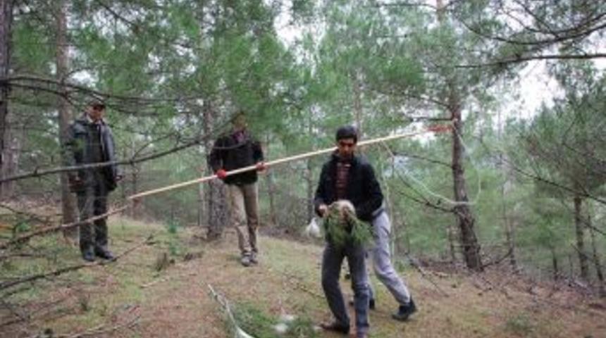 Sındırgı Ormanlarında Artan &Ccedil;amkese B&ouml;ceğiyle M&uuml;cadele Ediliyor