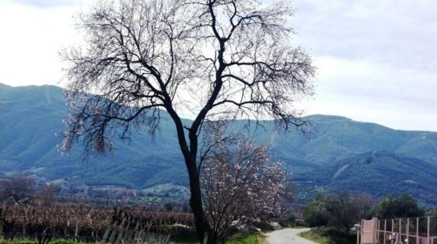 Sarıg&ouml;l&rsquo;de Ağa&ccedil;lar &Ccedil;i&ccedil;ek A&ccedil;tı