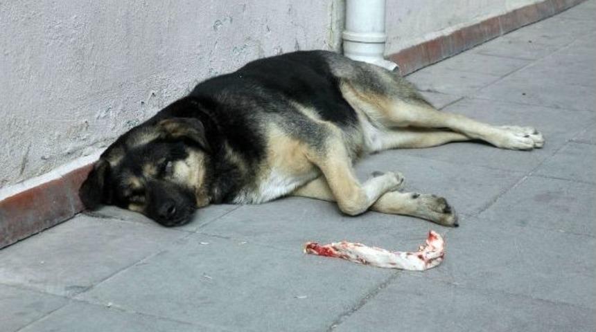 Yeme De Yanında Yat