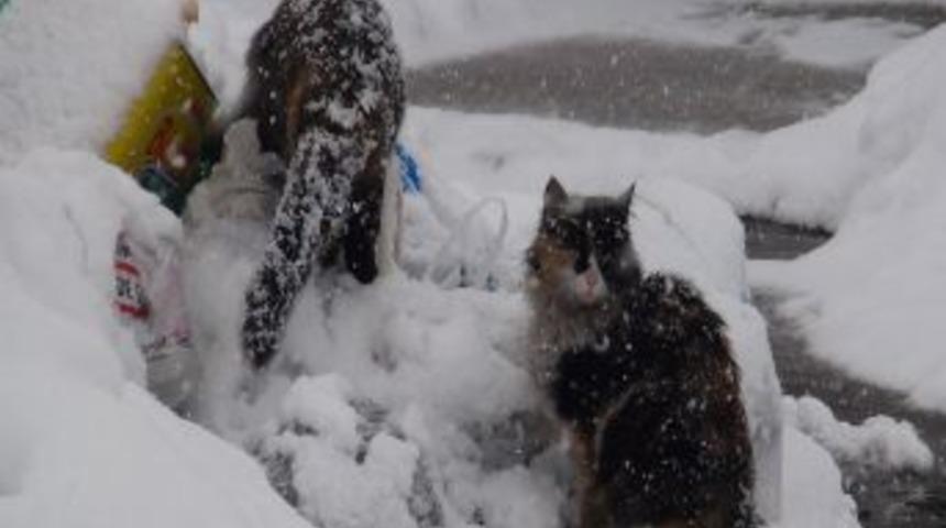 Bitlis Yeniden Kara G&ouml;m&uuml;ld&uuml;