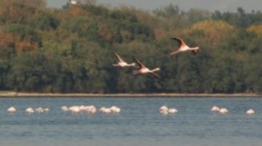 Hersek&acute;te 41 &ccedil;eşit t&uuml;r kuş var