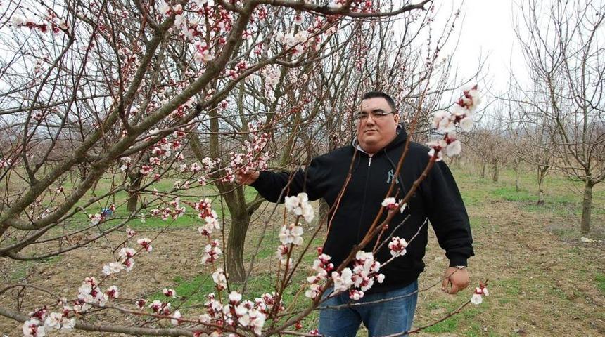 Sındırgı'da Meyve Ağa&ccedil;ları Aldandı