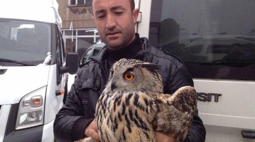 Satılmak Üzereyken Bulunan Yaralı Puhuya El Konuldu