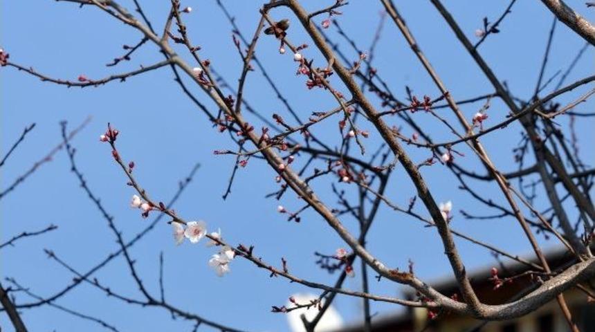 Ağa&ccedil;lar Erken &Ccedil;i&ccedil;ek A&ccedil;tı