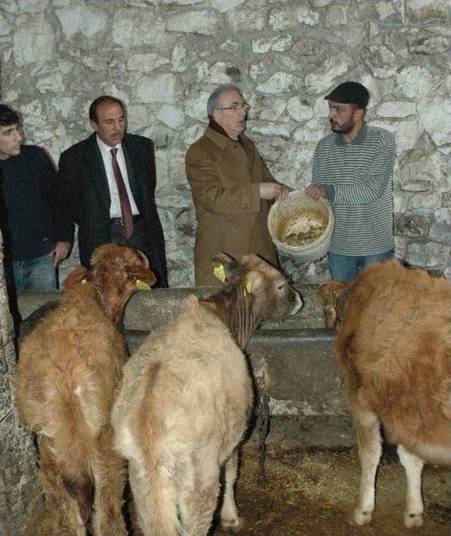 Chp Milletvekili Öğüt, Hayvanlara Patates Yedirdi