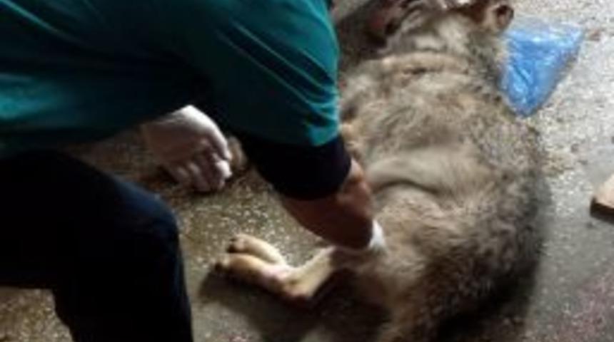 Köylüler, Hasta Kurdu Veterinere Götürdü