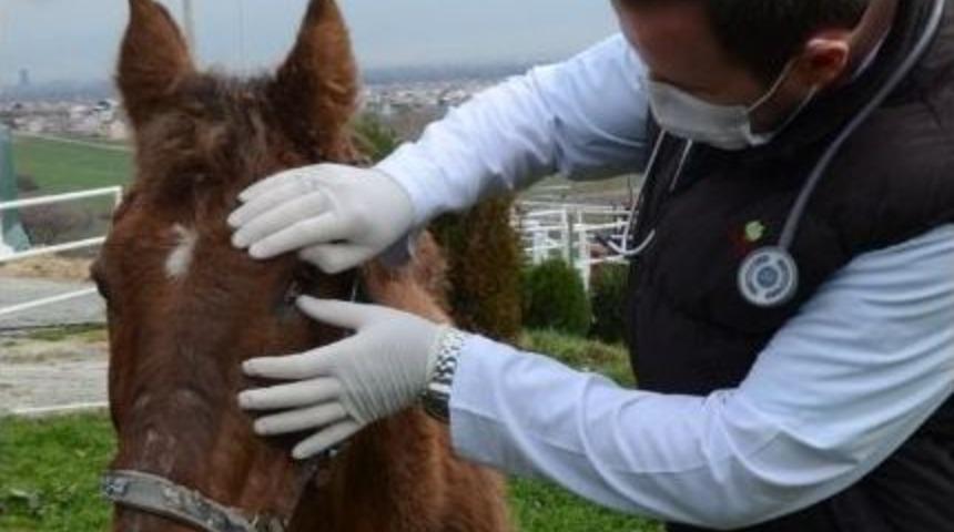 &Ccedil;ukura D&uuml;şen Yaralı Atı Belediye Kurtardı