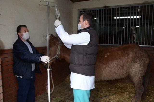 Çukura Düşen Yaralı Atı Belediye Kurtardı