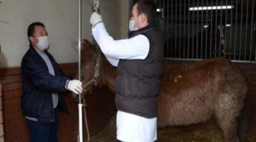 Osmangazi Belediyesi, &Ccedil;ukura D&uuml;şen Atın Şiddete Maruz Kaldığını Tespit Etti