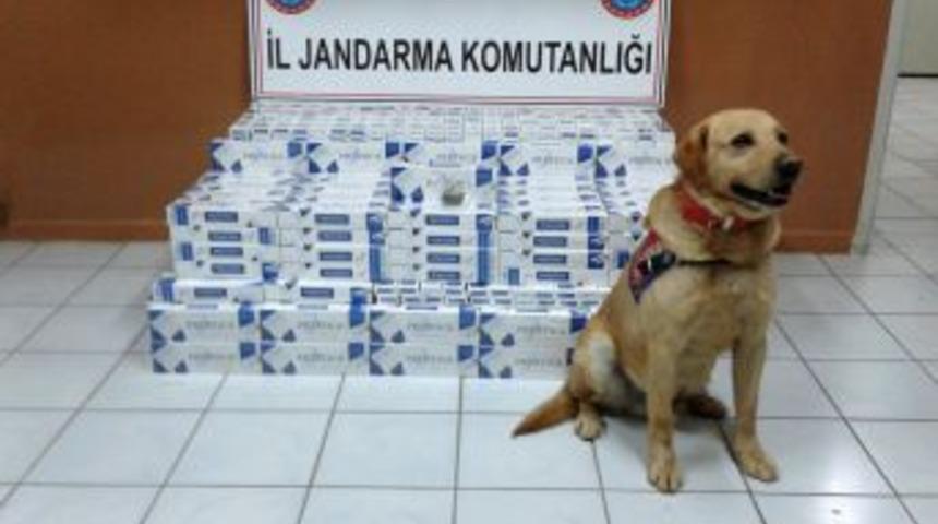 Jandarmanın Narkotik K&ouml;peği Esrarı Yakalattı