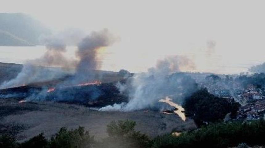 Azmak, Erguvan Kokacak