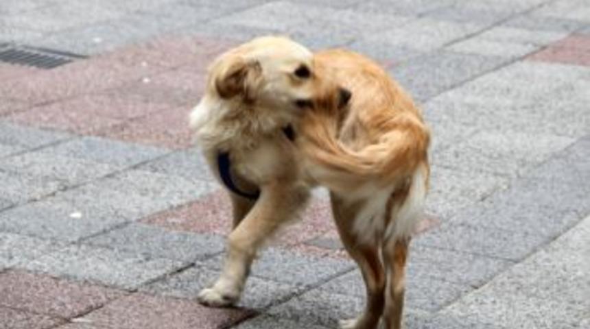 Kuyruğunu Yakalamaya &Ccedil;alışan K&ouml;pek, Ilgi Odağı Oldu