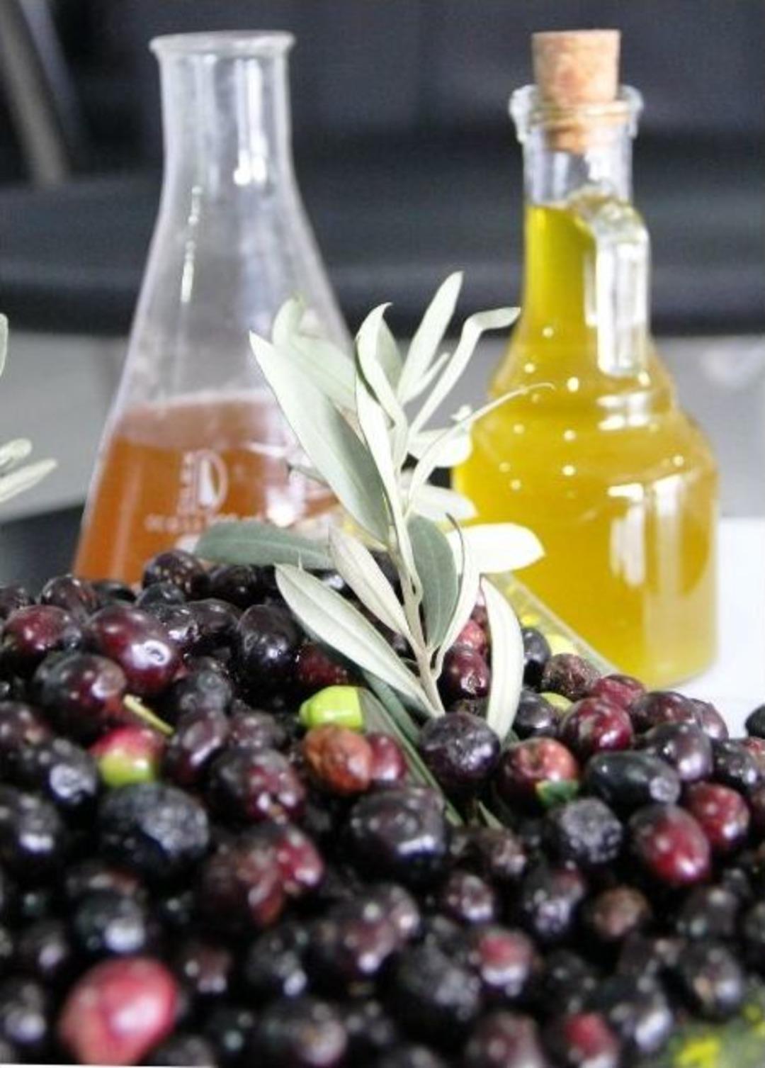 (&ouml;zel Haber) Zeytincilikte D&uuml;nyaya &Ouml;rnek Olacak Proje