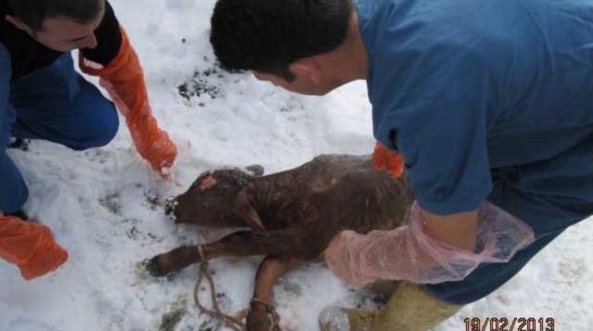 Buzağıya 'caner' İsmi Verdiler