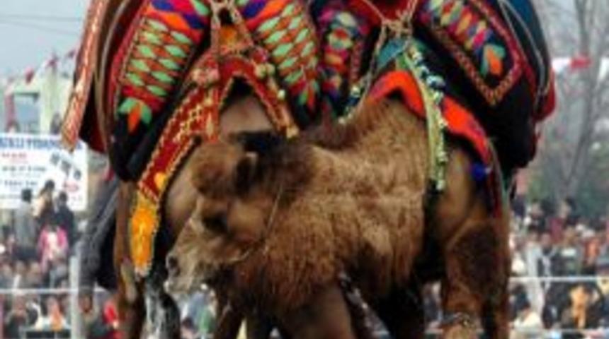 Ege G&ouml;lgesinin Pehlivan Develeri K&ouml;şk Arenasında Boy G&ouml;sterecek