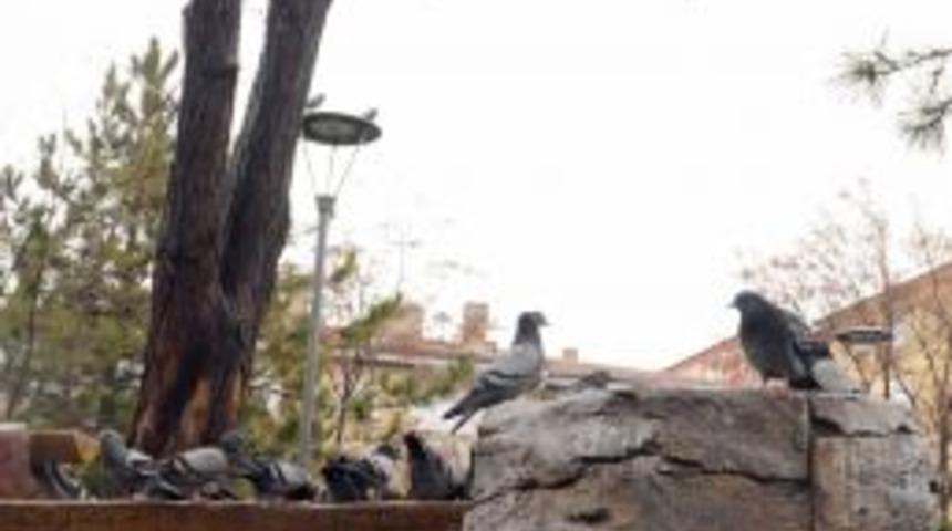 Mamak’ta Parklara Kuş Yuvaları Yerleştirildi