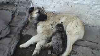 Kediye köpek şefkati