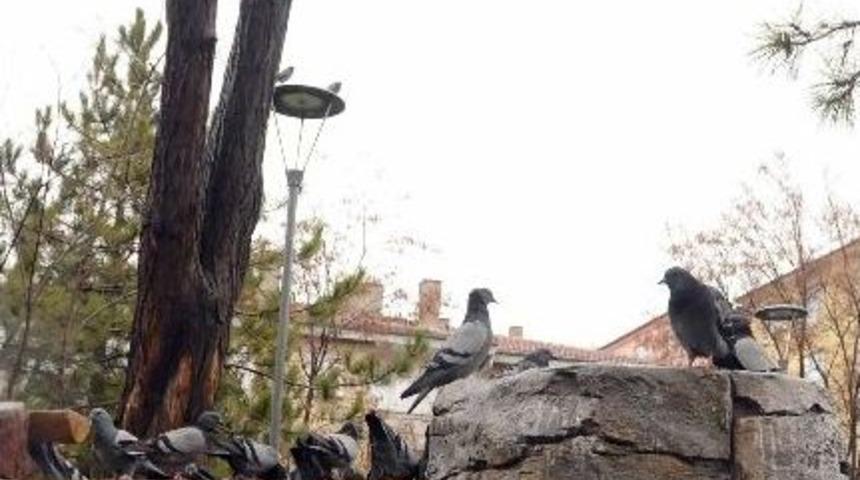 Kuşların Yeni Yuvaları Parklar Olacak
