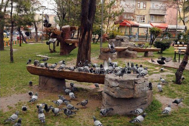 Kuşların Yeni Yuvaları Parklar Olacak