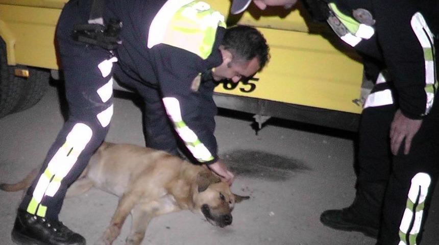 G&ouml;revlilerin &Ccedil;abası Yaralı K&ouml;peği Kurtarmaya Yetmedi